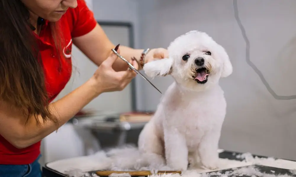 How often should you groom your dog?