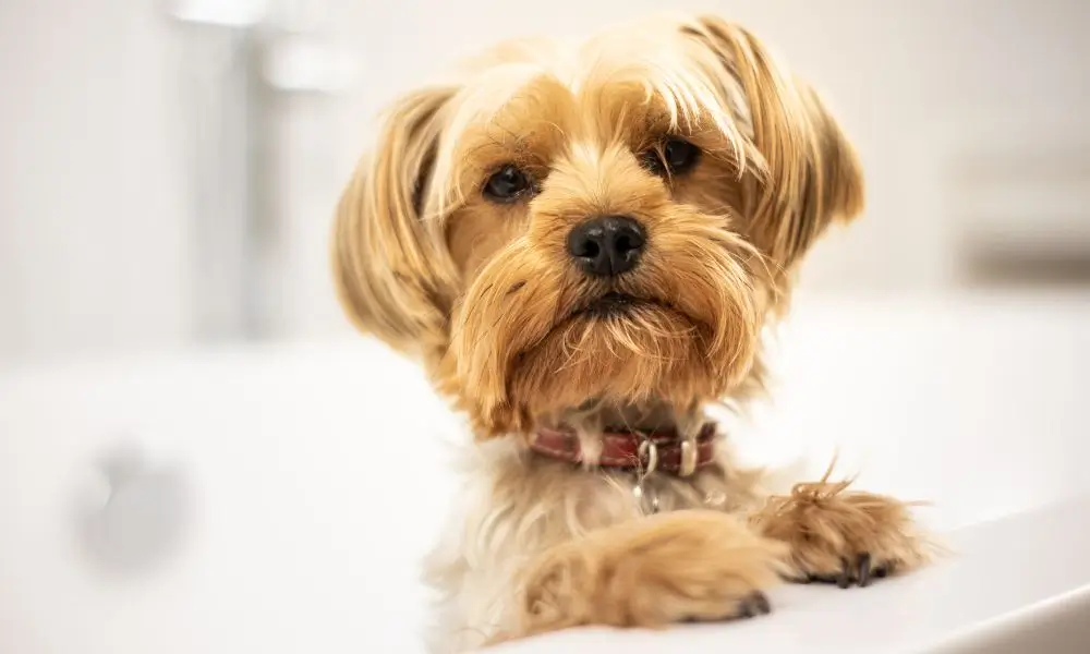 Prepare dog for first grooming session