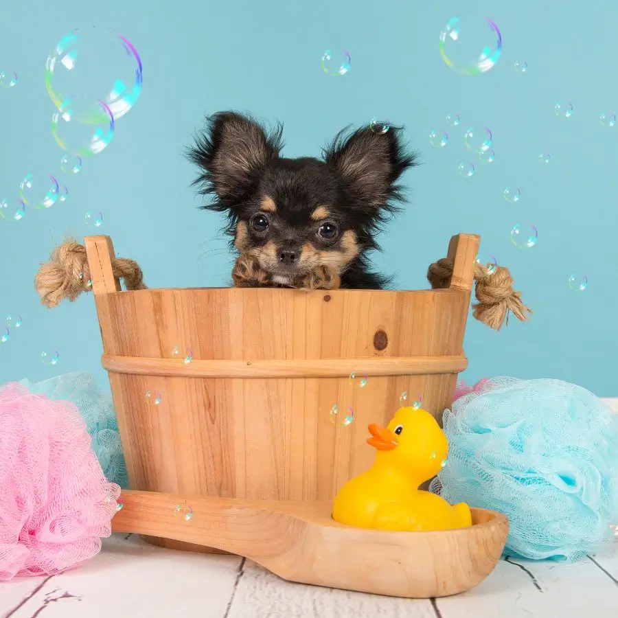 Dog grooming prices Harlow