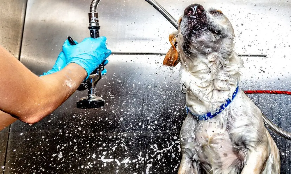 Sustainabale Grooming practices